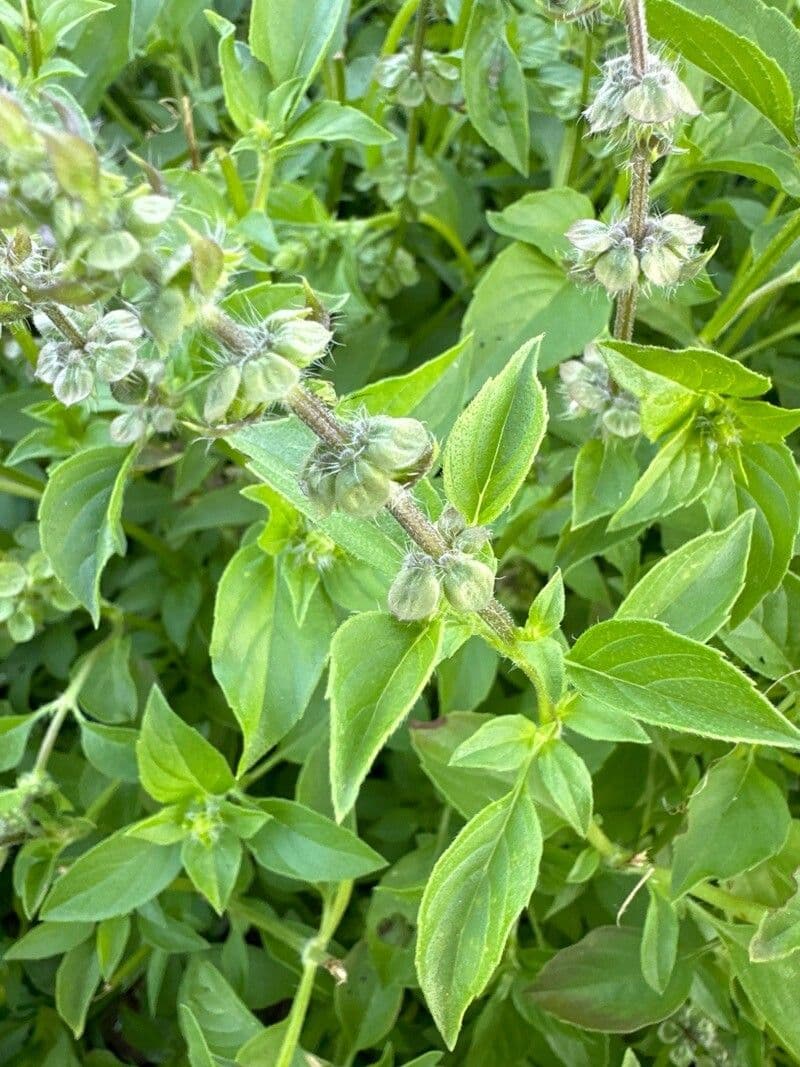 Ocimum americanum