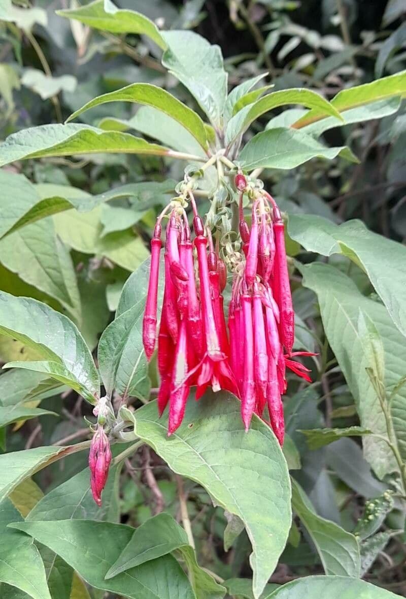 Fuchsia boliviana