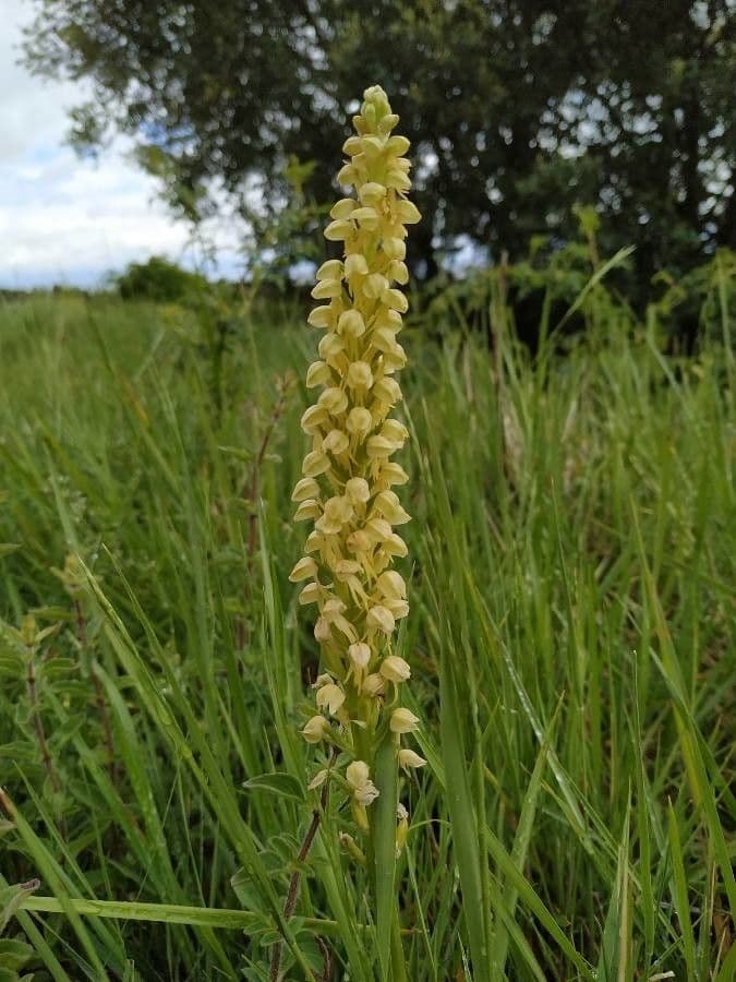 Orchis anthropophora