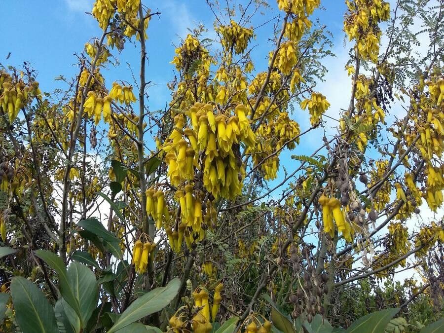 sophora microphylla