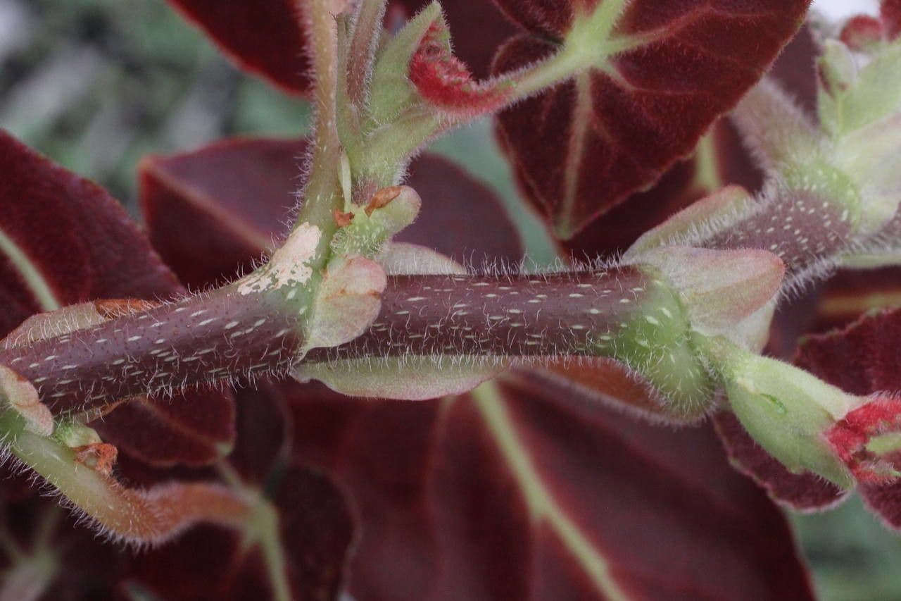 Begonia listada
