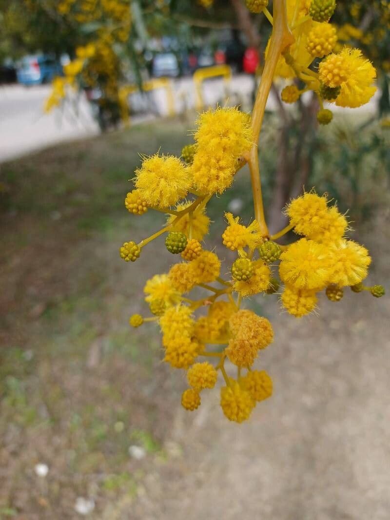 Acacia saligna