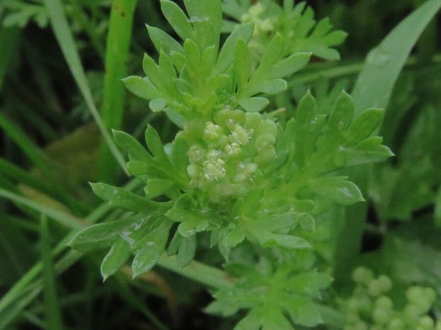 Lepidium didymum