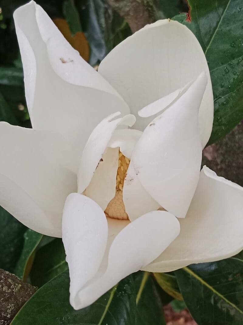 Magnolia virginiana