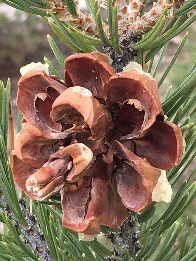 Pinus edulis