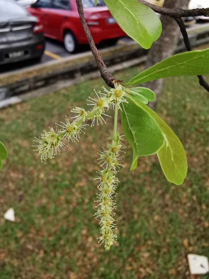 Terminalia mantaly