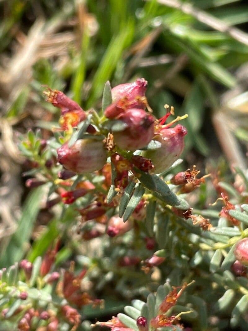 Rhynchosia minima