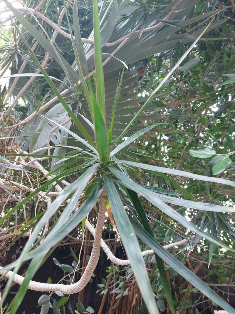 Dracaena concinna