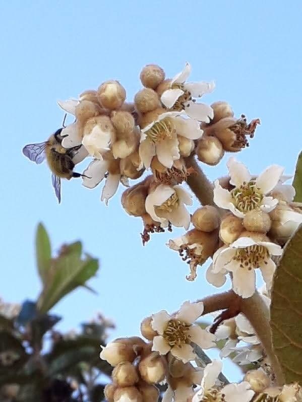 Eriobotrya japonica