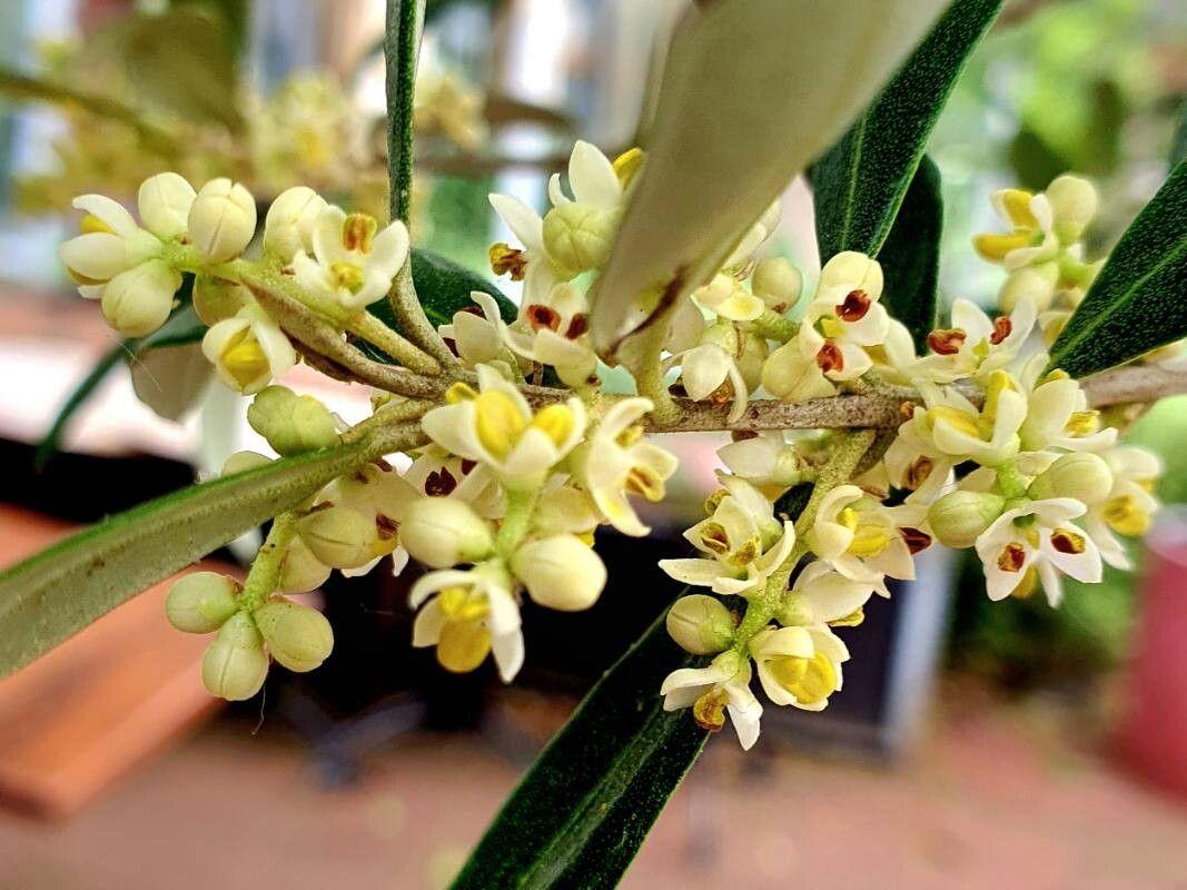 Olea europaea