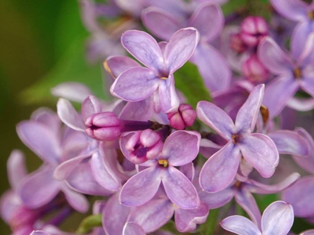 Syringa persica