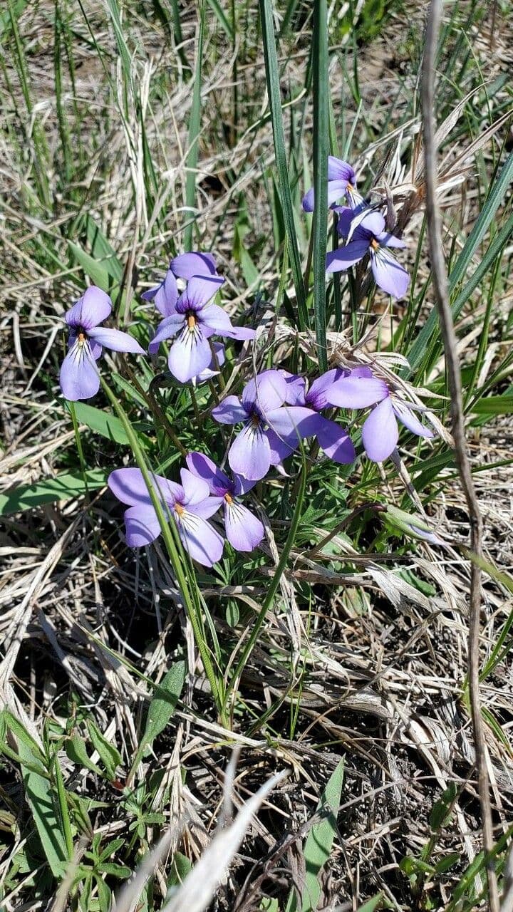 Viola pedata