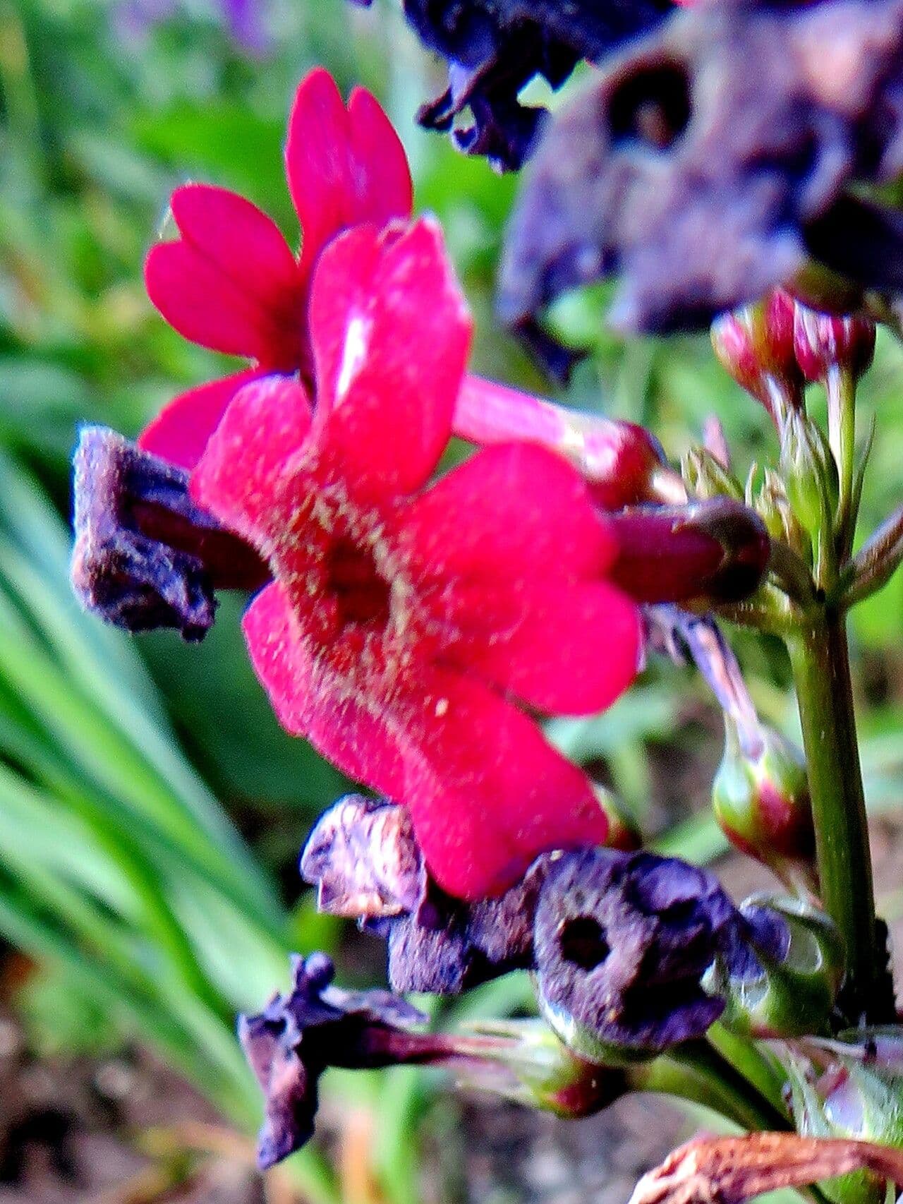 Primula vialii