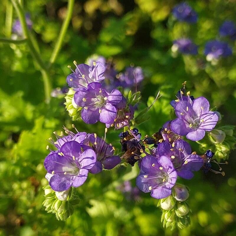 Phacelia congesta