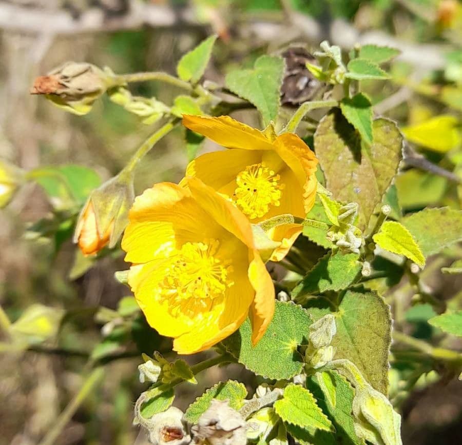 Abutilon grandifolium