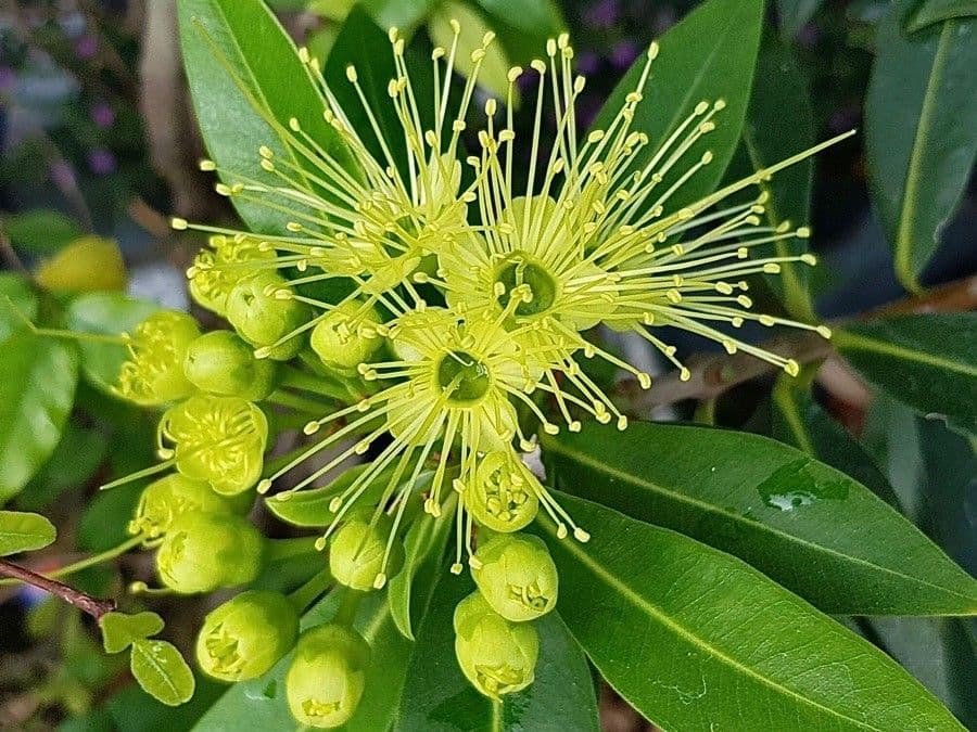 Xanthostemon chrysanthus