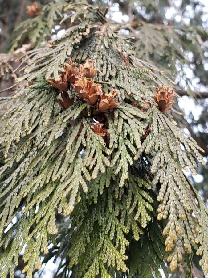 Thuja plicata