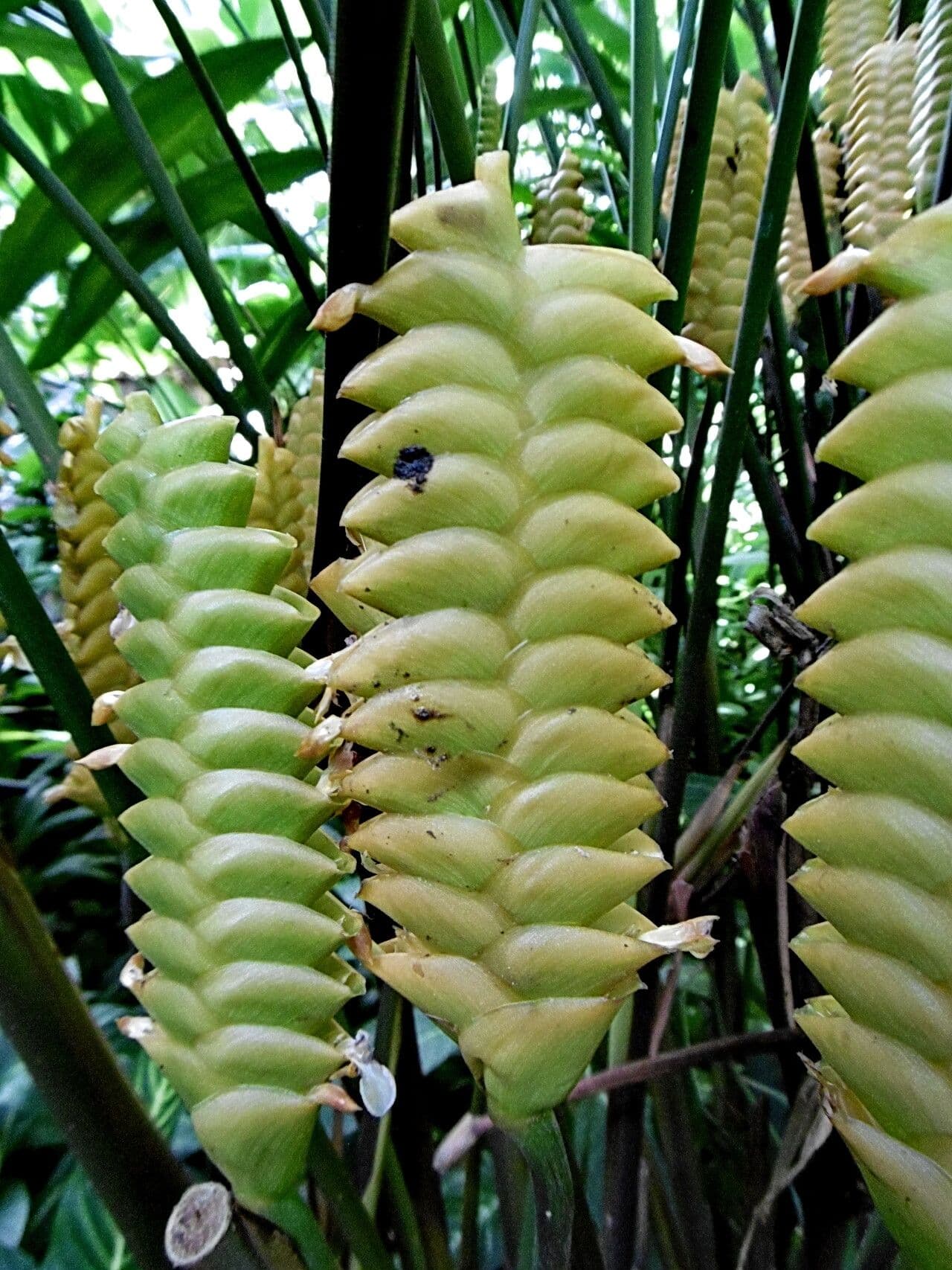 Calathea crotalifera