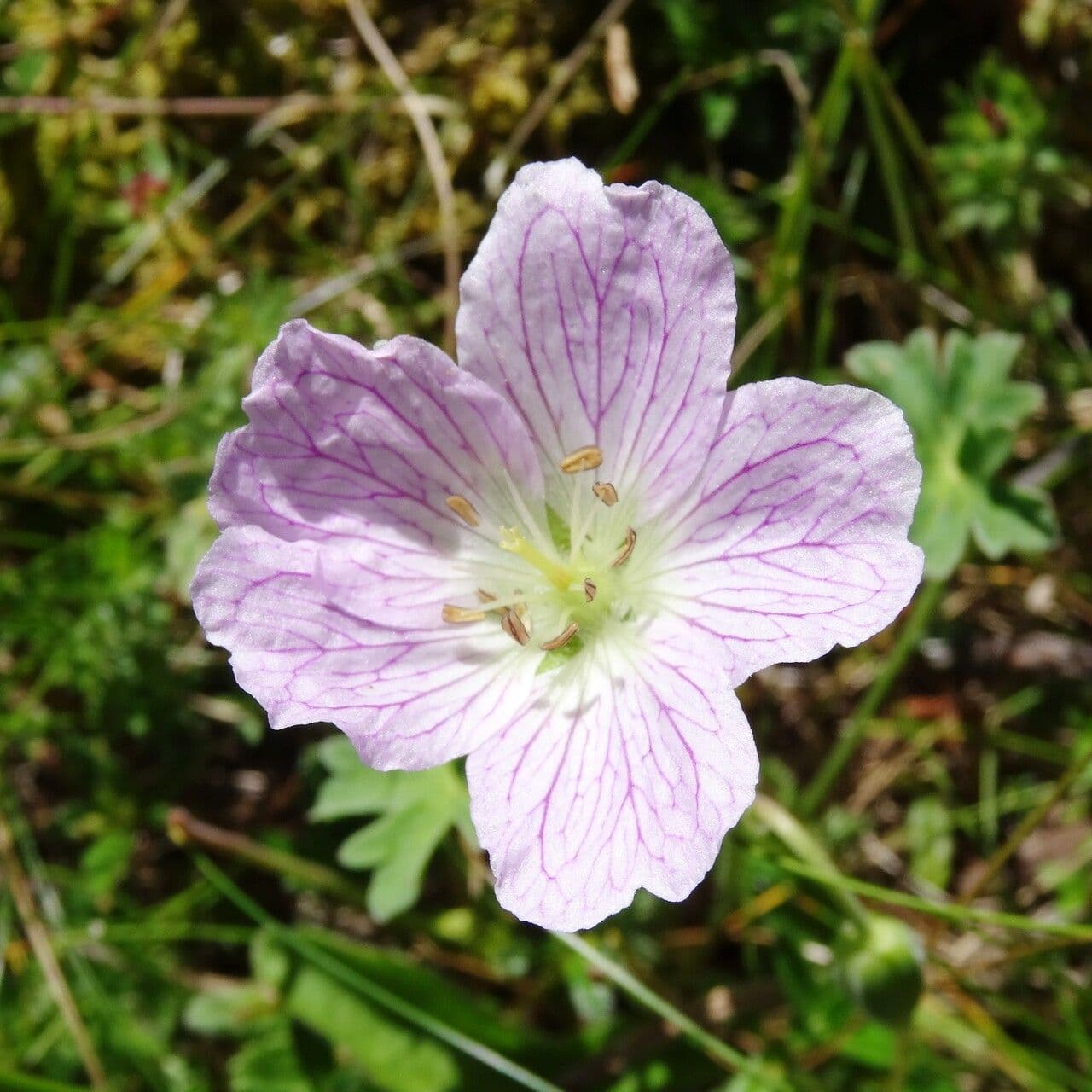 Geranium cinereum