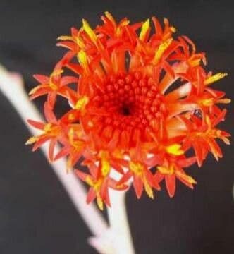 Kleinia grantii