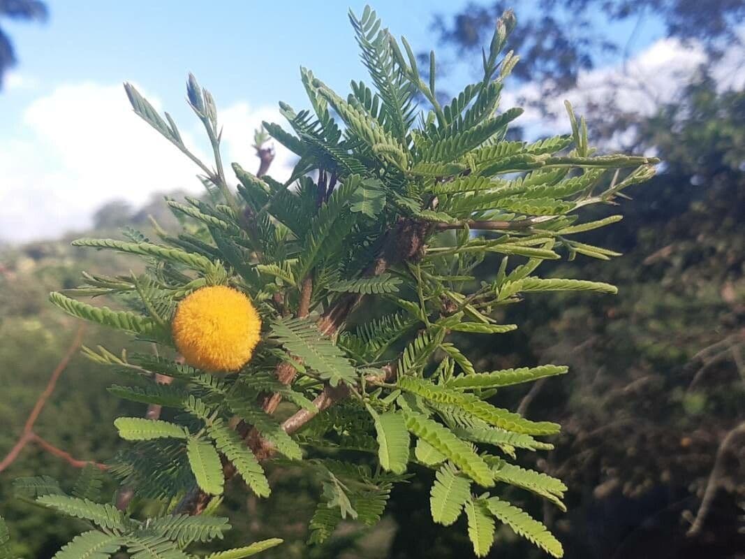 Vachellia farnesiana