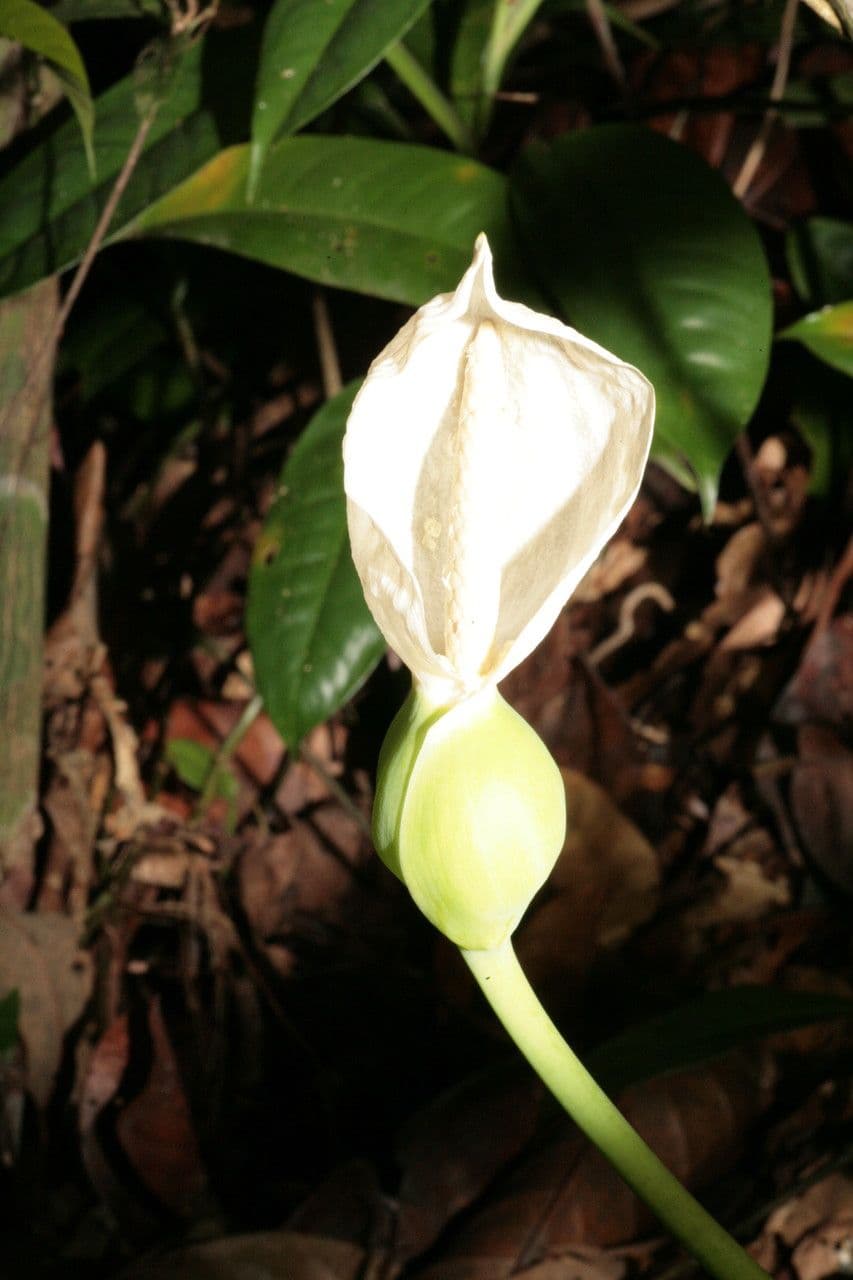 Philodendron squamiferum