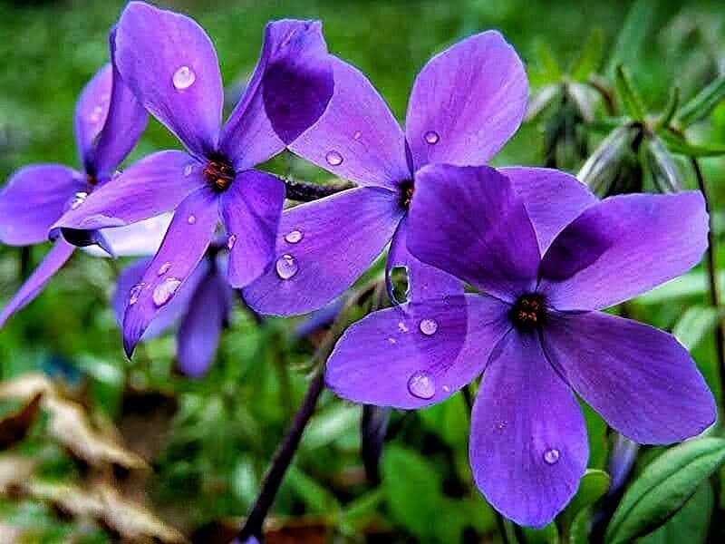 Phlox stolonifera