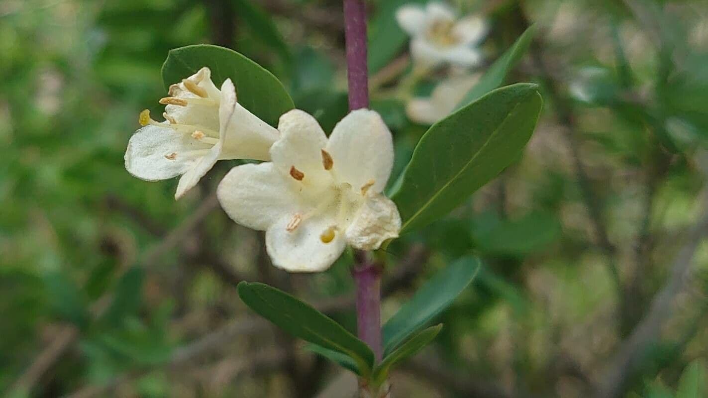 Lonicera pyrenaica