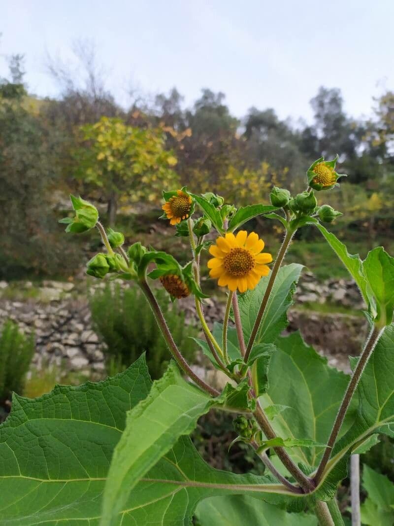 Smallanthus sonchifolius