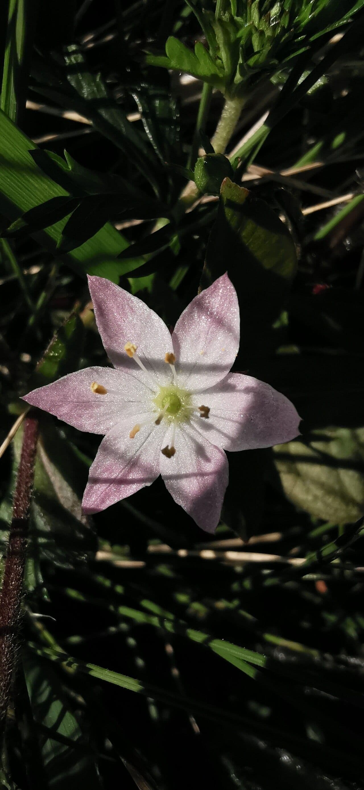 Lysimachia europaea