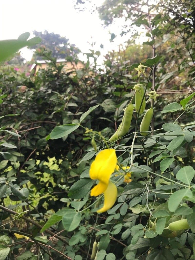 Crotalaria laburnifolia