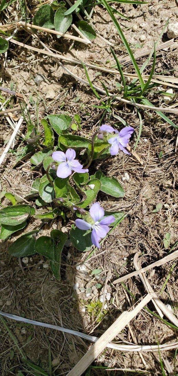 Viola sagittata