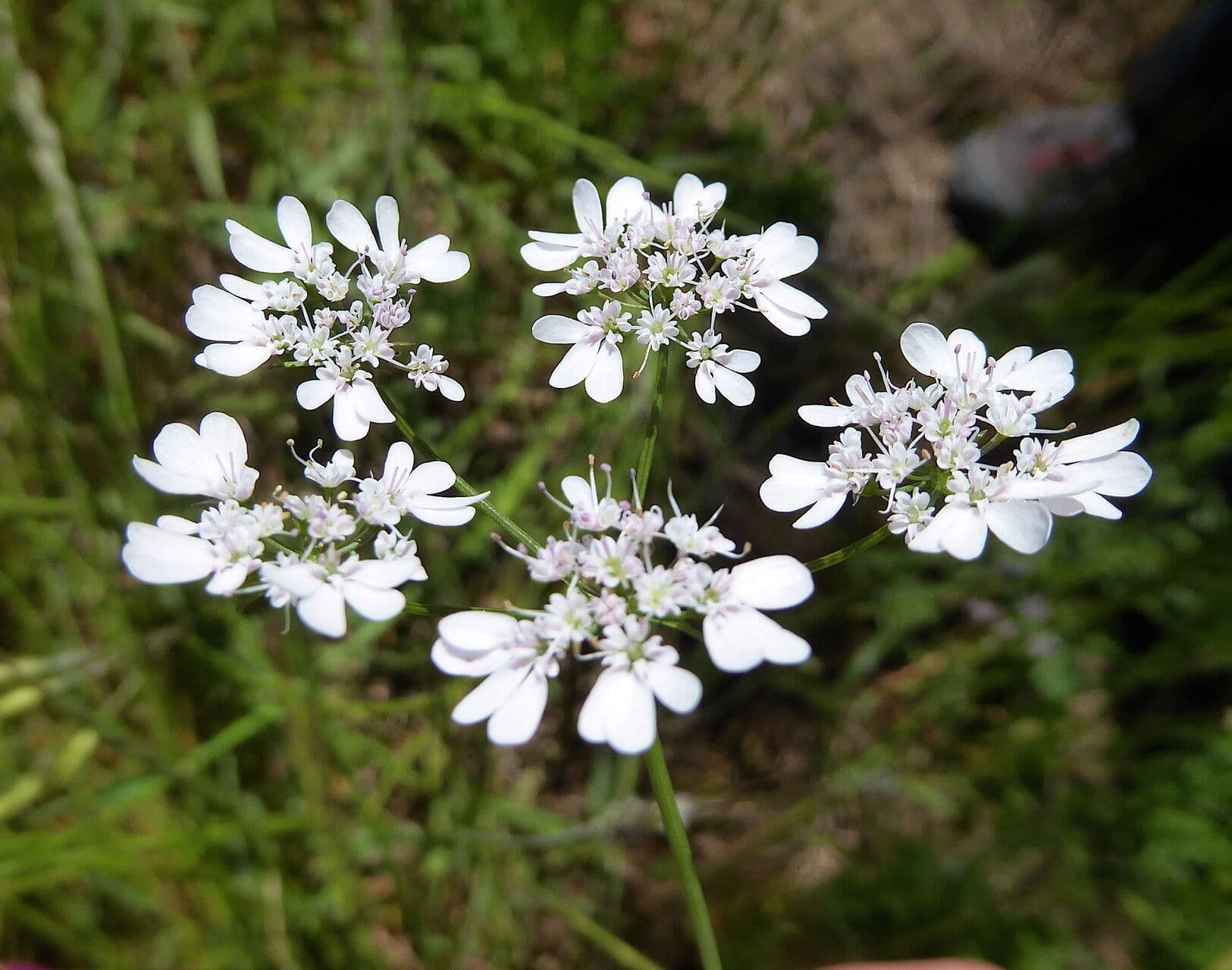 Coriandrum sativum