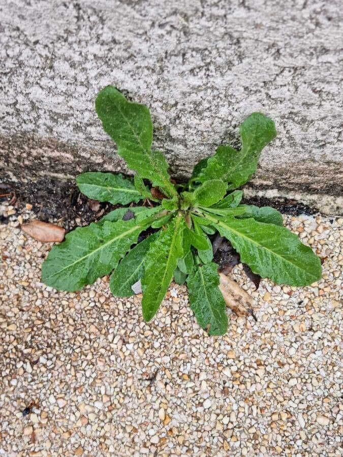 Taraxacum pyropappum