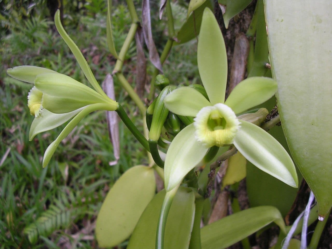 Vanilla planifolia