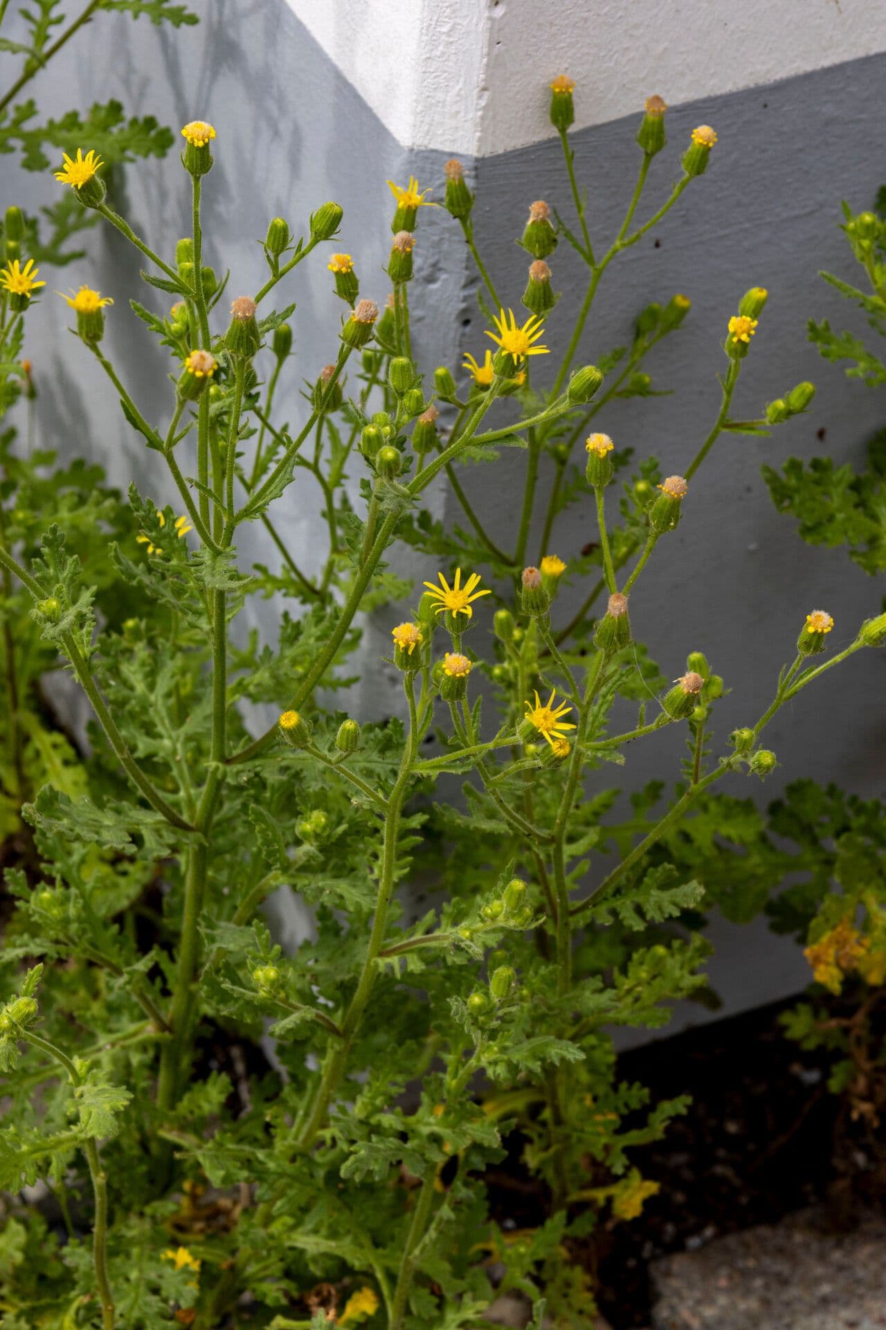 Senecio viscosus