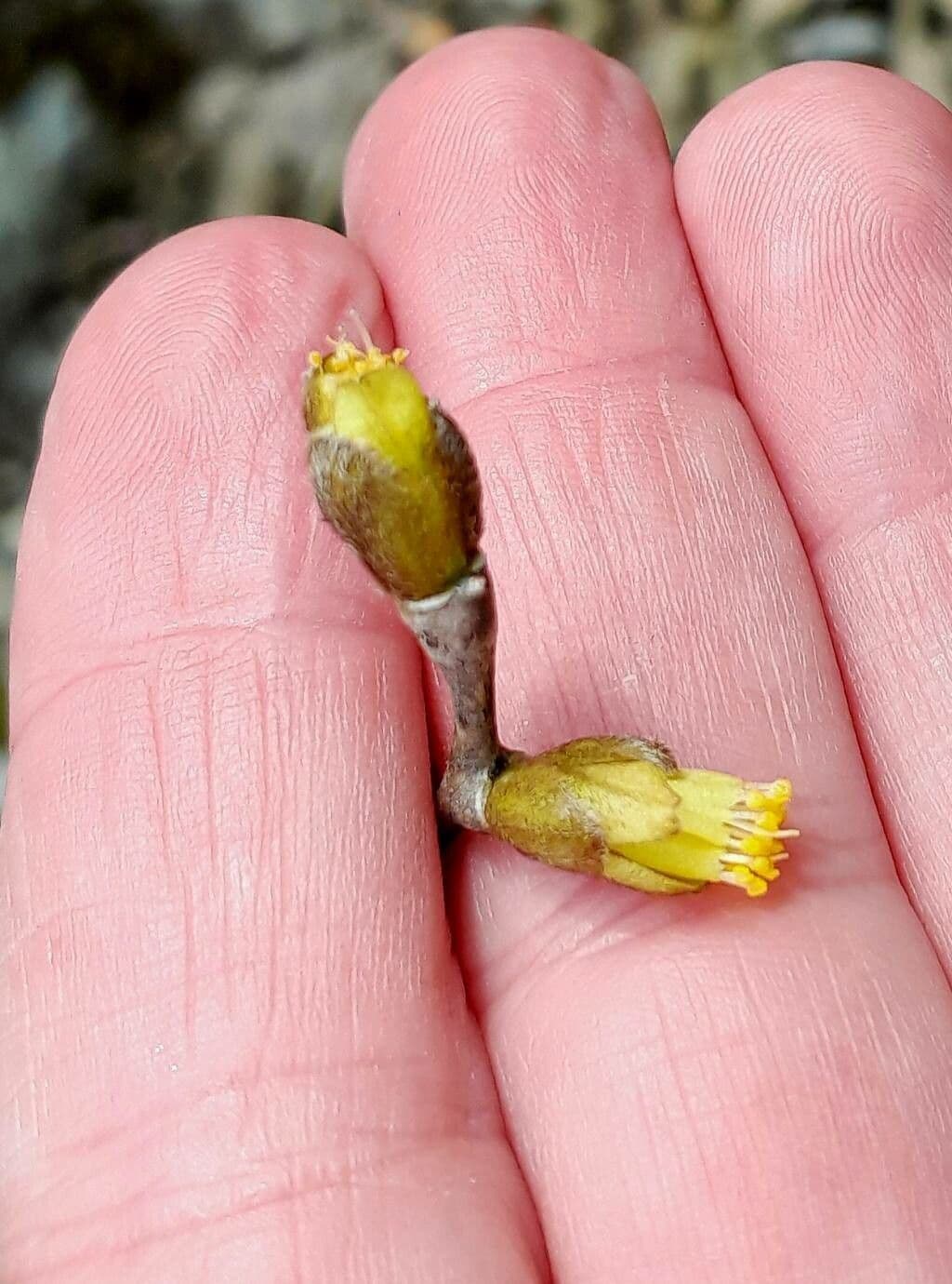 Dirca palustris