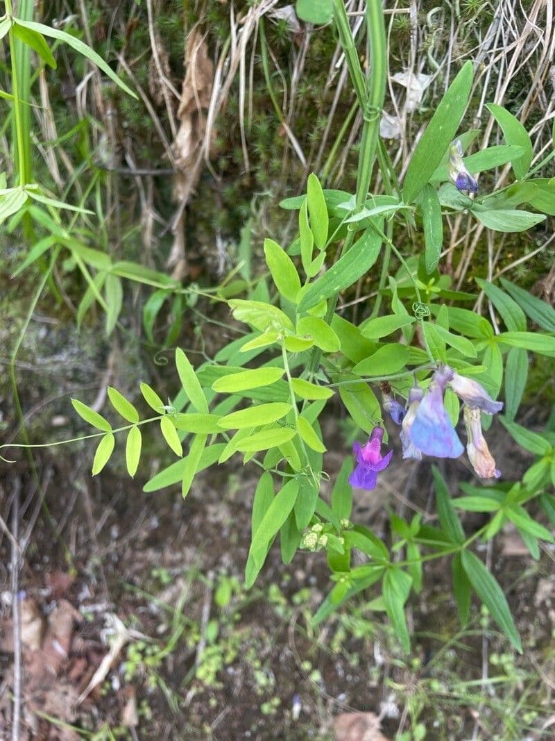 Lathyrus palustris