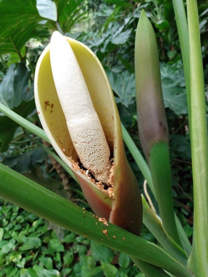 Philodendron bipinnatifidum