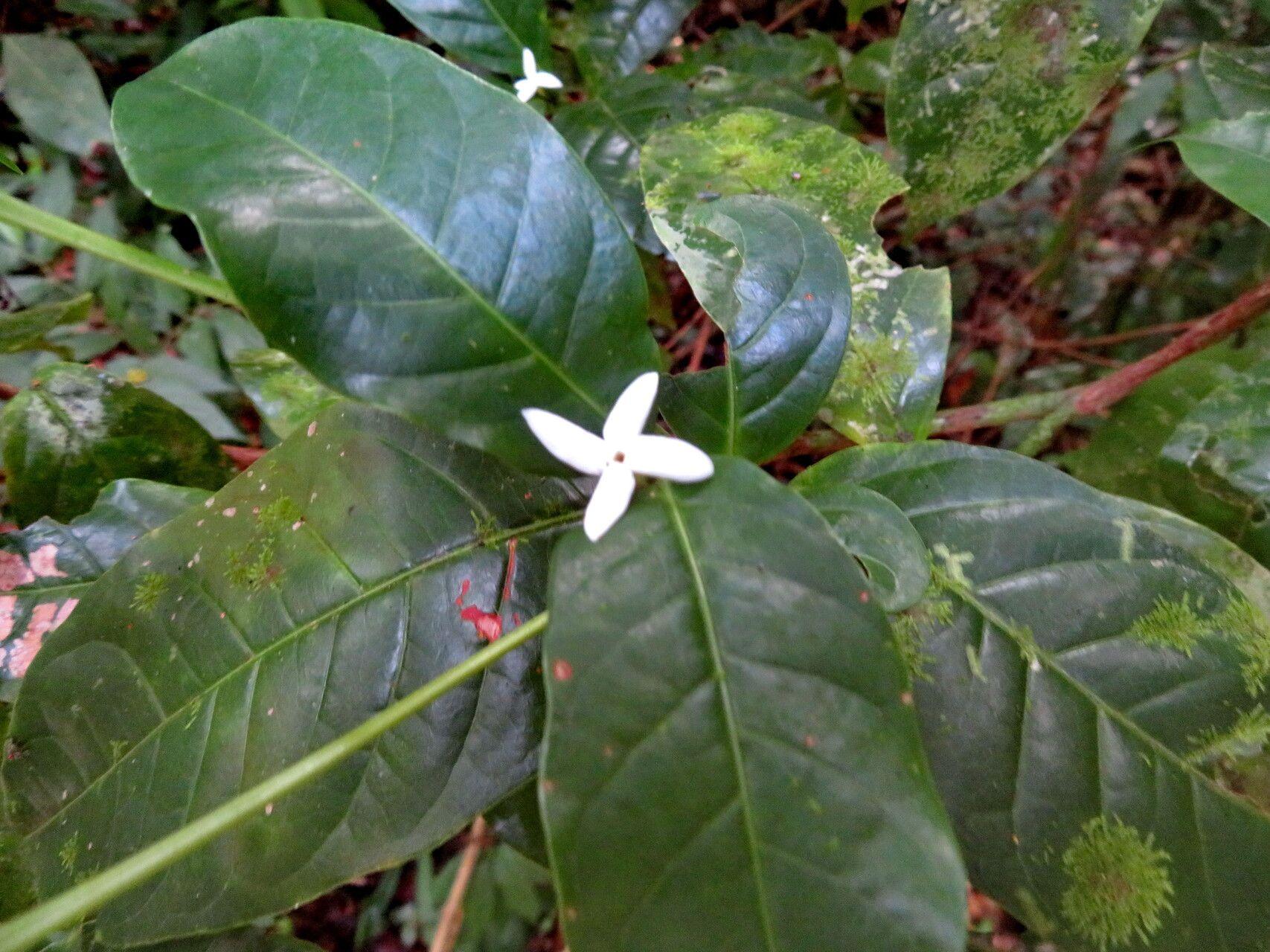 Coffea arabica