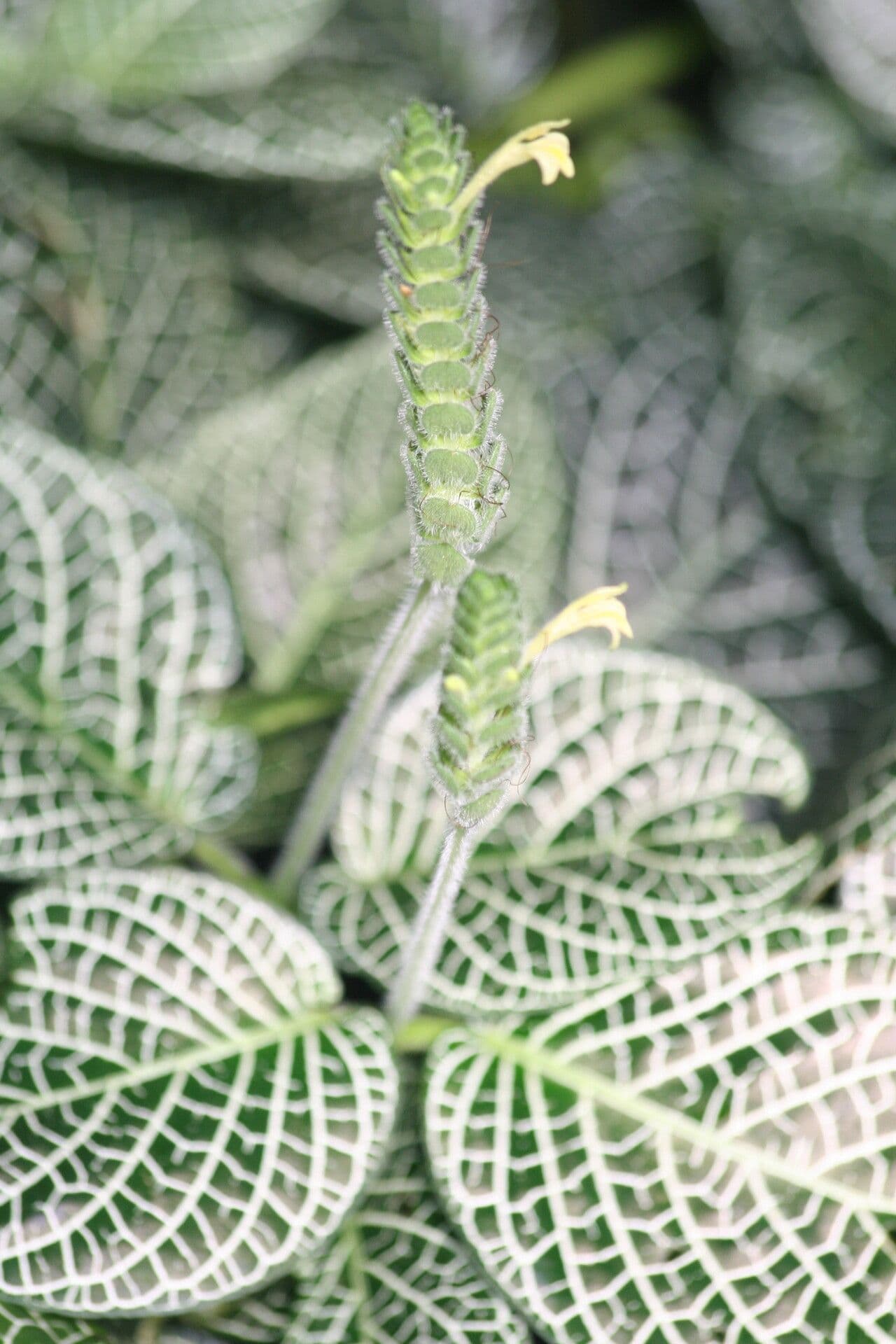 Fittonia albivenis