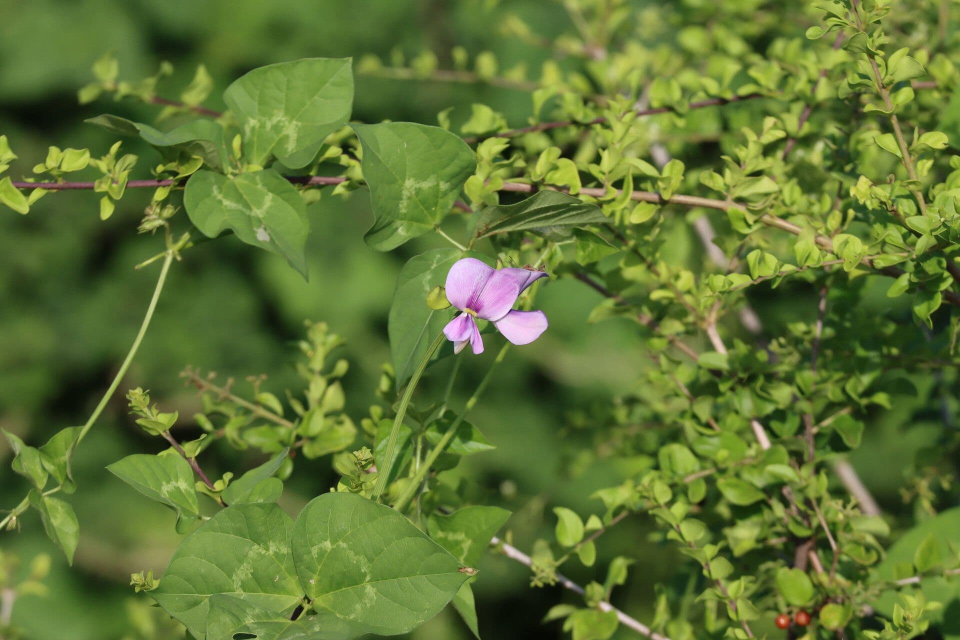 Vigna frutescens