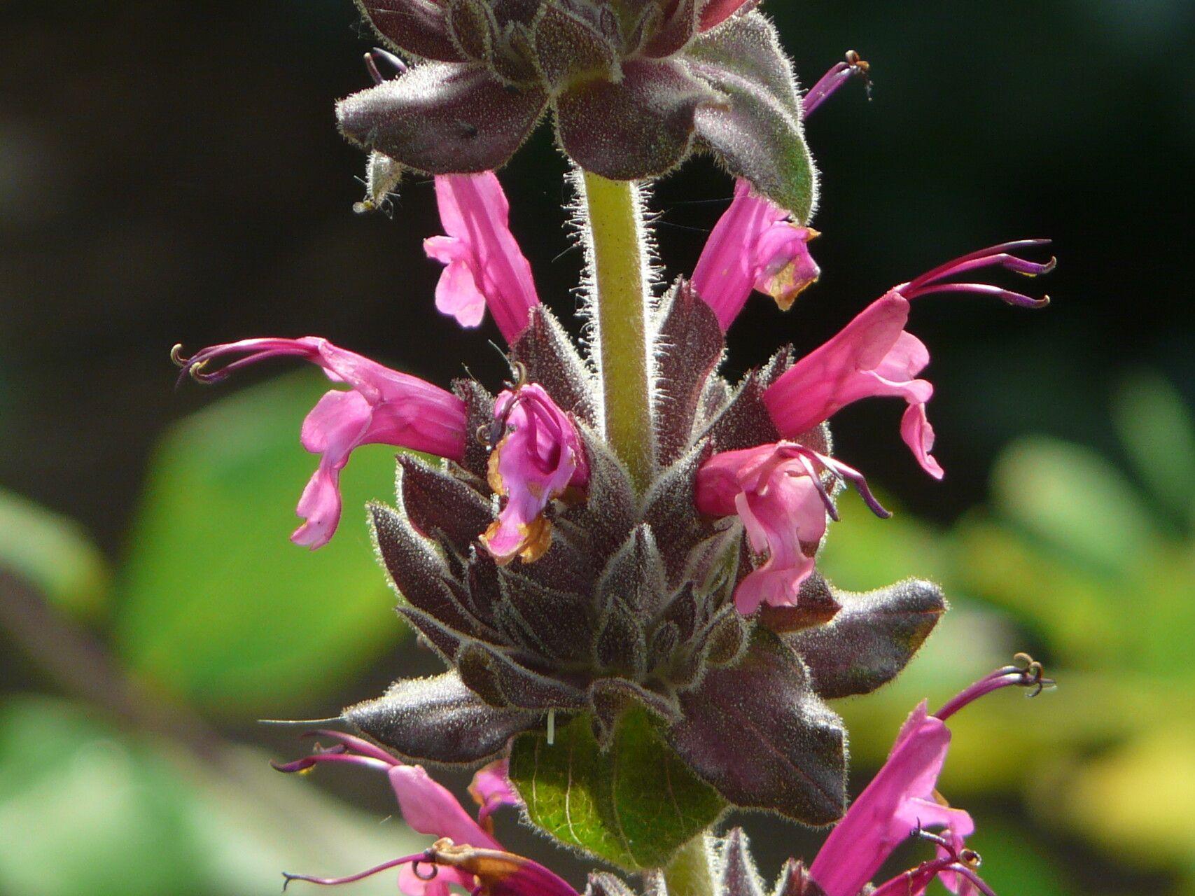 Salvia spathacea