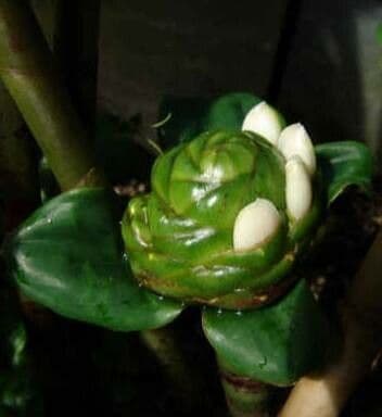 Costus afer