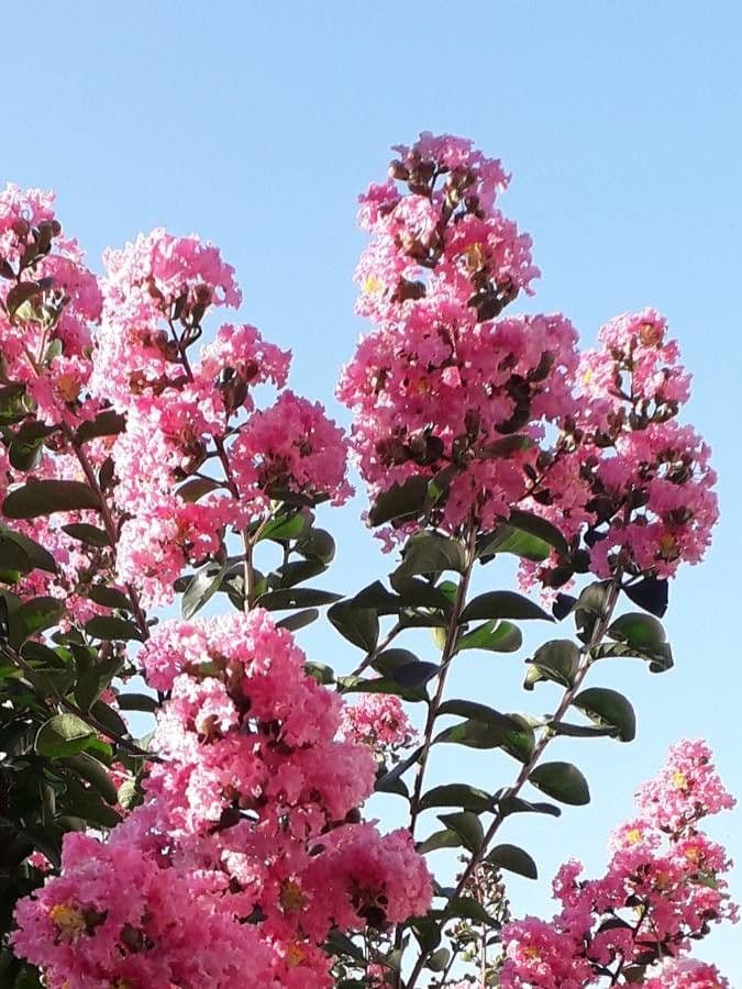 Lagerstroemia indica