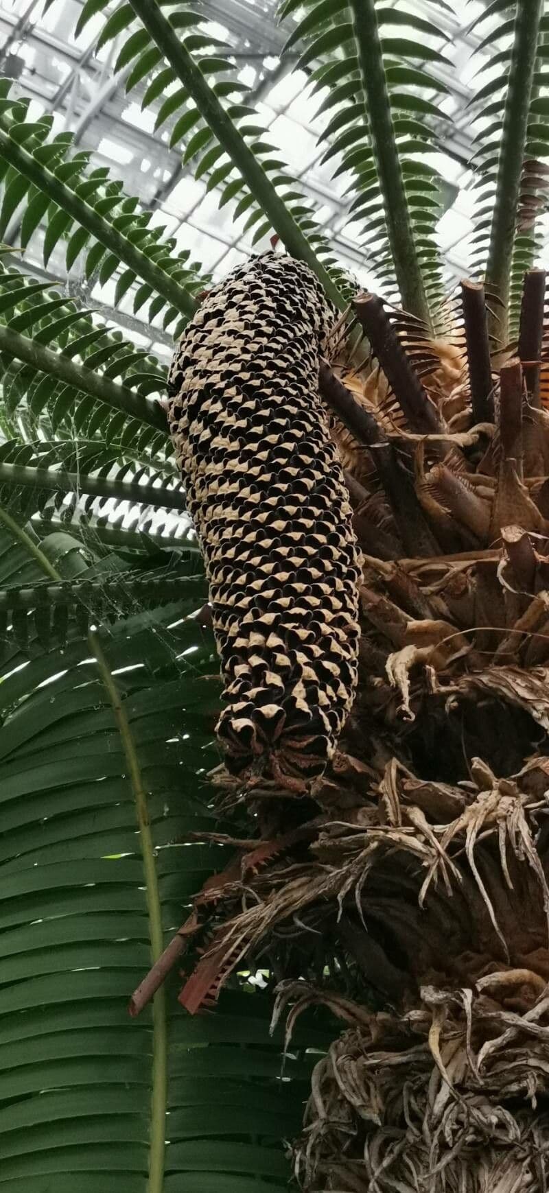 Dioon spinulosum