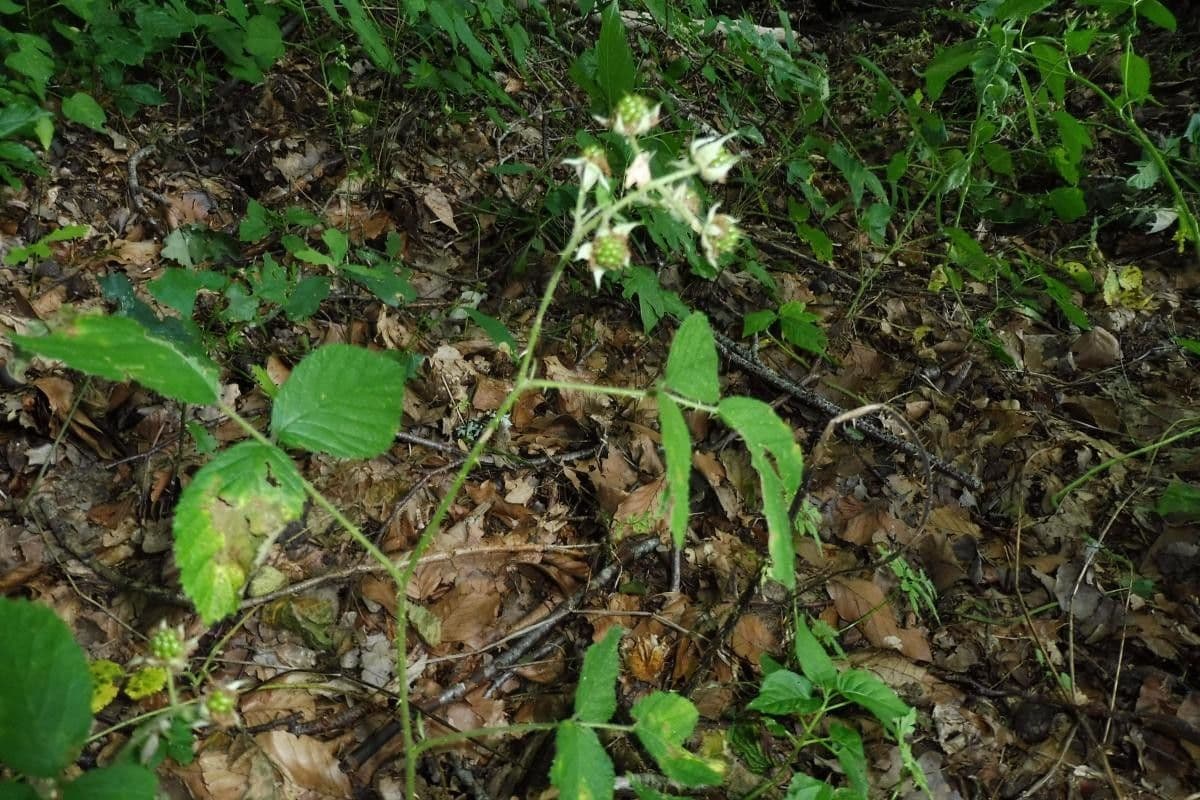 Rubus schleicheri