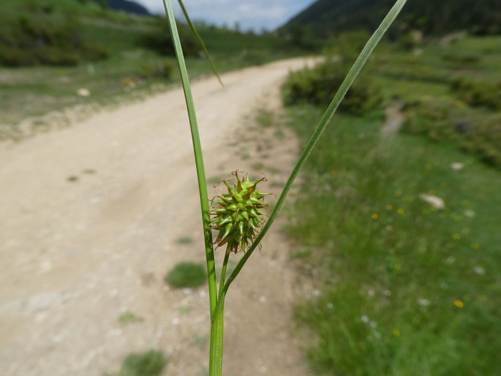 Carex flava