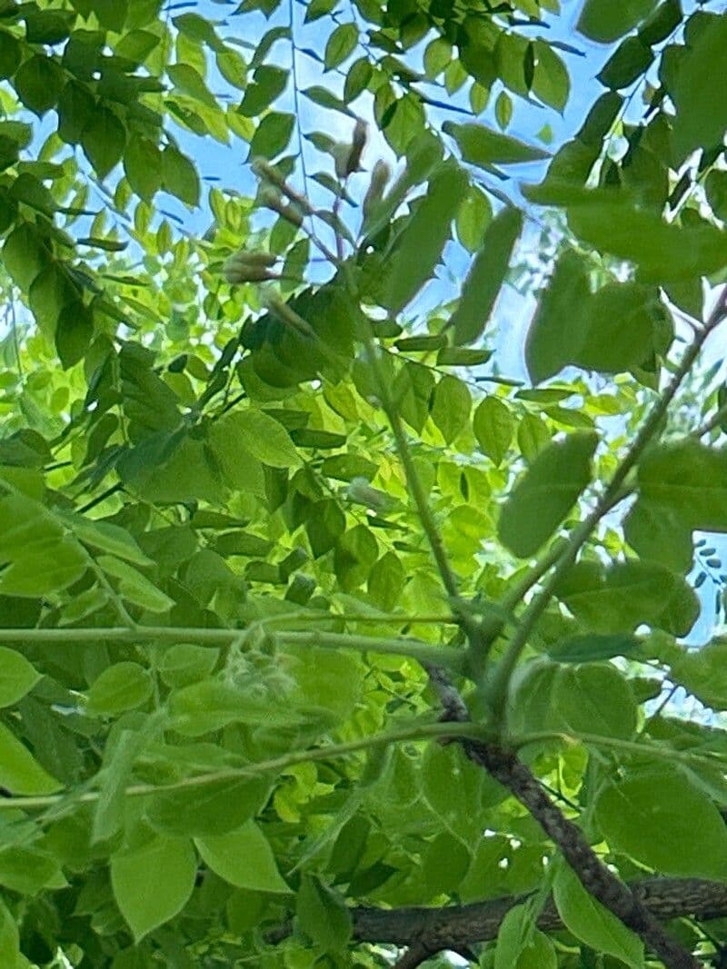 Gymnocladus dioicus