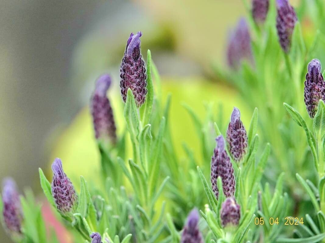 Lavandula stoechas